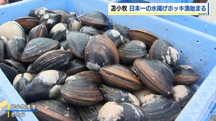 【北海道】日本一の水揚げ誇る苫小牧市のホッキ漁始まる　「今年はいつもより大ぶり」初日は約6トンの水揚げ